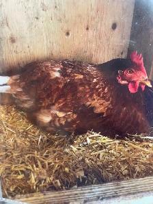 Poules pondeuses rousses