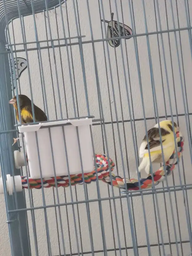 couple canari