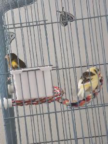 couple canari