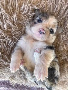 magnifiques chiots berger australien