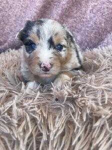 magnifiques chiots berger australien - Photo 2