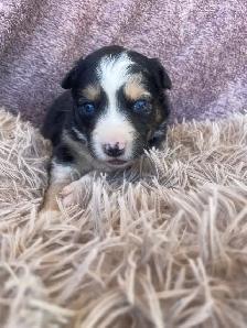 magnifiques chiots berger australien - Photo 3