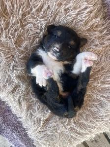 magnifiques chiots berger australien - Photo 4