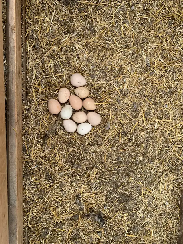 Guinea fowl hatching eggs