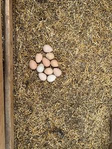 Guinea fowl hatching eggs