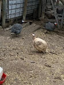 Guinea fowl hatching eggs - Photo 2
