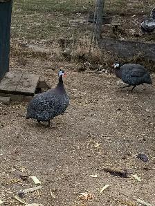 Guinea fowl hatching eggs - Photo 3