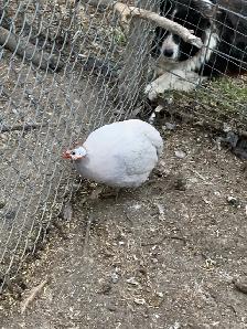 Guinea fowl hatching eggs - Photo 4
