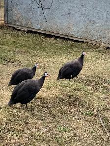 Guinea fowl hatching eggs - Photo 5