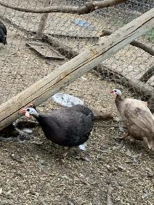 Guinea fowl hatching eggs - Photo 6