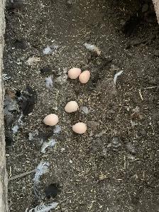 Guinea fowl hatching eggs - Photo 7