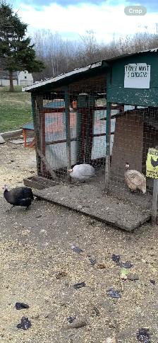 Guinea fowl hatching eggs - Photo 8