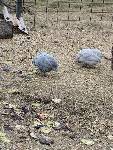 Guinea fowl hatching eggs - Photo 9