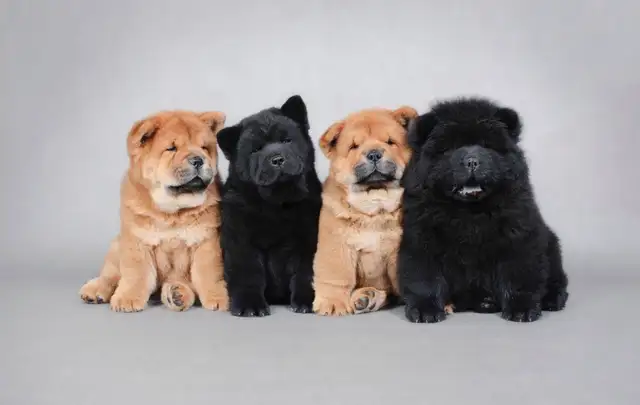 chowchow