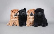 chowchow
