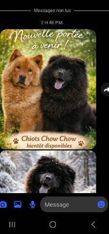 chowchow - Photo 2
