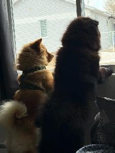 chowchow - Photo 3