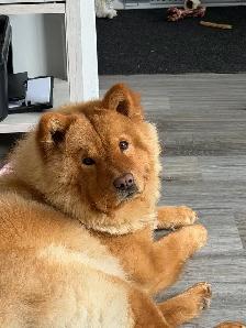 chowchow - Photo 4