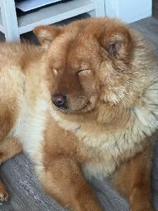chowchow - Photo 5
