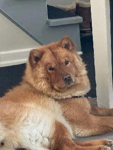 chowchow - Photo 6