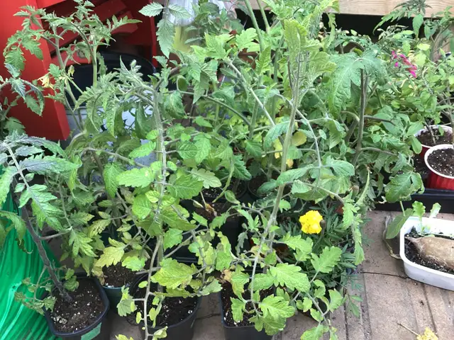 Tomato Lettuce Raspberry