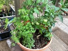 Tomato Lettuce Raspberry - Photo 2