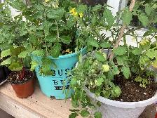 Tomato Lettuce Raspberry - Photo 3