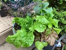 Tomato Lettuce Raspberry - Photo 4