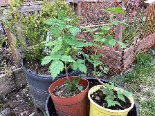 Tomato Lettuce Raspberry - Photo 5
