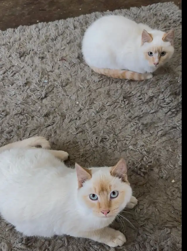Flame Point Siamese - Male & Female