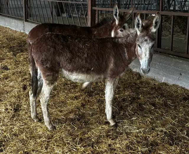 Jenny Donkey Looking for Her Perfect Home