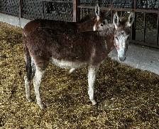 Jenny Donkey Looking for Her Perfect Home