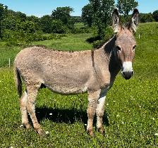 Jenny Donkey Looking for Her Perfect Home - Photo 2