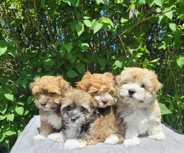 CKC Male Havanese Puppies