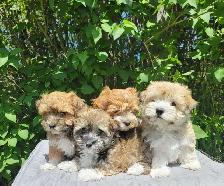 CKC Male Havanese Puppies