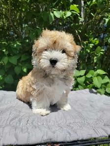 CKC Male Havanese Puppies - Photo 2