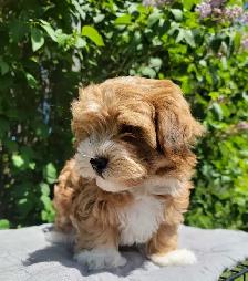 CKC Male Havanese Puppies - Photo 3