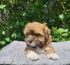 CKC Male Havanese Puppies - Photo 4