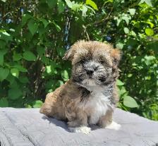 CKC Male Havanese Puppies - Photo 5