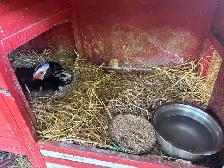 Muscovy Ducks set to hatch 33-35 Days