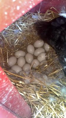Muscovy Ducks set to hatch 33-35 Days - Photo 2