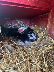 Muscovy Ducks set to hatch 33-35 Days - Photo 3