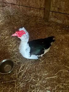 Muscovy Ducks set to hatch 33-35 Days - Photo 4