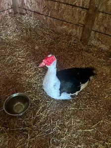 Muscovy Ducks set to hatch 33-35 Days - Photo 5