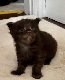 Purebred Maine Coon Kittens – Now Open for Reservation! - Photo 4
