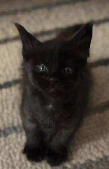 Purebred Maine Coon Kittens – Now Open for Reservation! - Photo 5