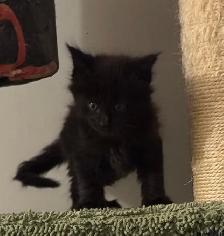 Purebred Maine Coon Kittens – Now Open for Reservation! - Photo 6