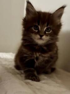 Purebred Maine Coon Kittens – Now Open for Reservation! - Photo 7