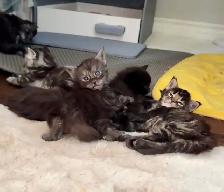 Purebred Maine Coon Kittens – Now Open for Reservation! - Photo 8
