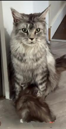Purebred Maine Coon Kittens – Now Open for Reservation! - Photo 9